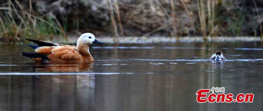 Birds live in harmony with nature in Bayanblak Wetlands, Xinjiang