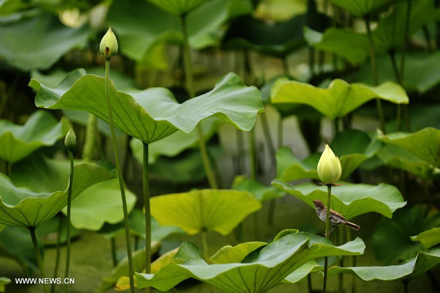 Lotus flowers bloom in Lianhu lake park in China's Xi'an