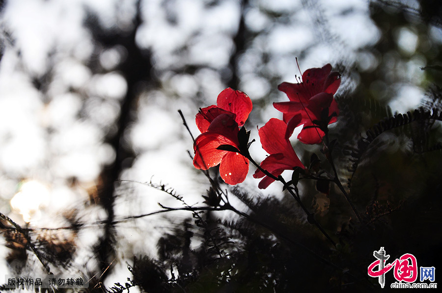 Luofu Mountain National Scenic Area in Guangdong