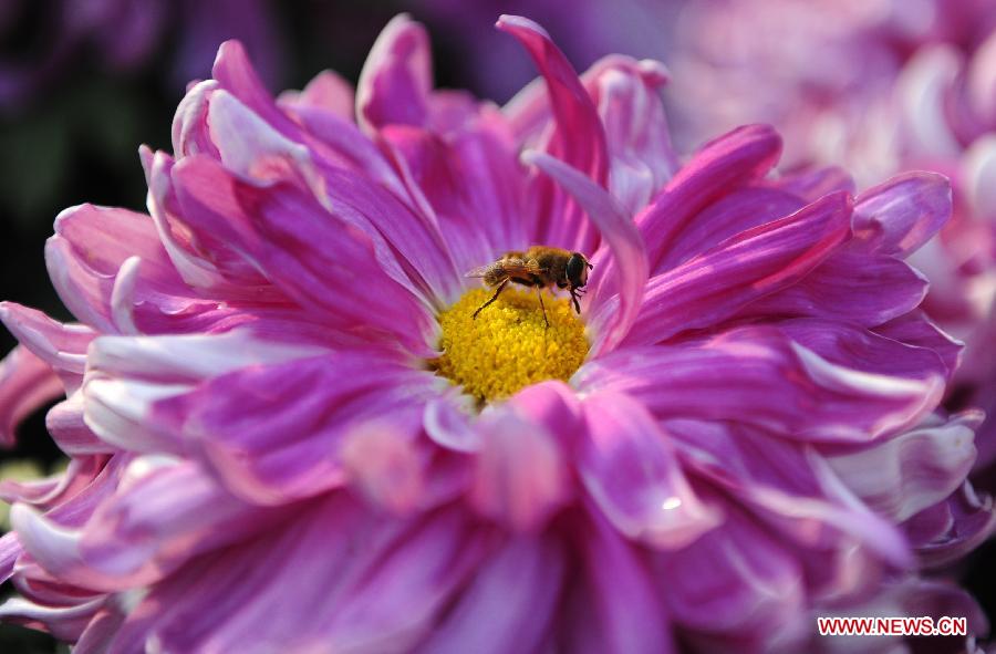 Wuhan Chrysanthemum Exhibition attracts vistors