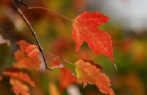 Seize the last moments of autumn at the Beigong National Forest Park