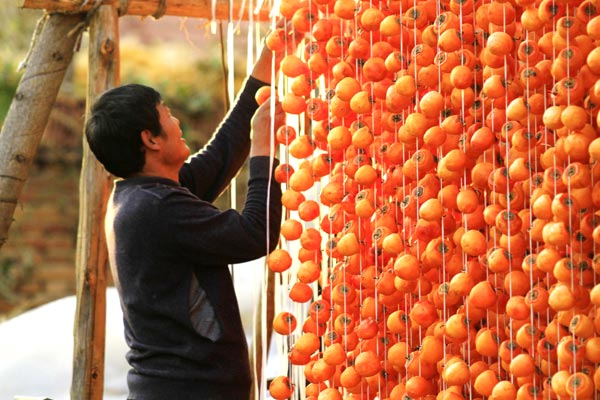 Villages of persimmons