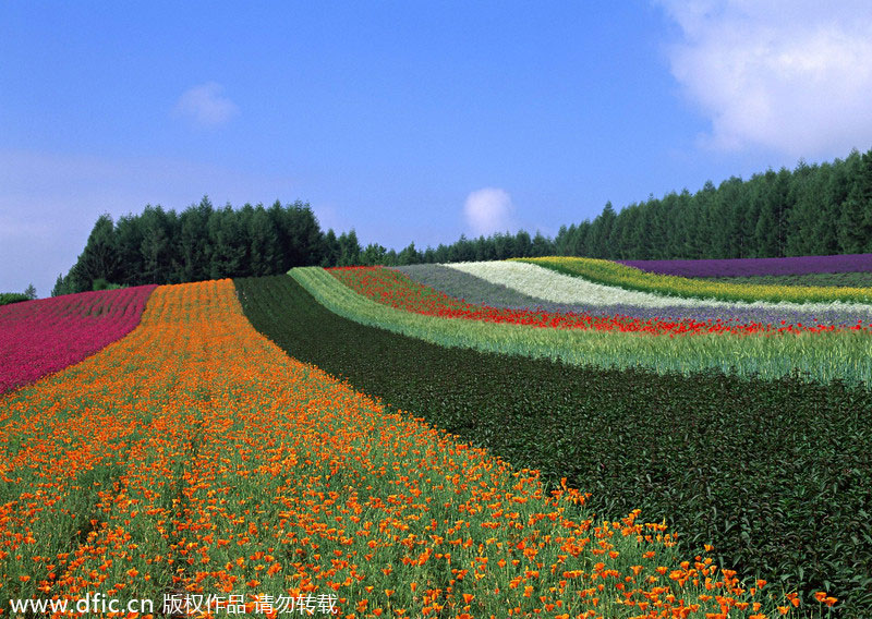 Top 10 flower viewing destinations