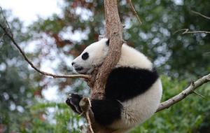 US first lady visits giant pandas