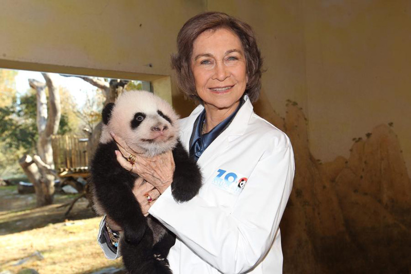 Panda Xing Bao on official presentation at Madrid Zoo