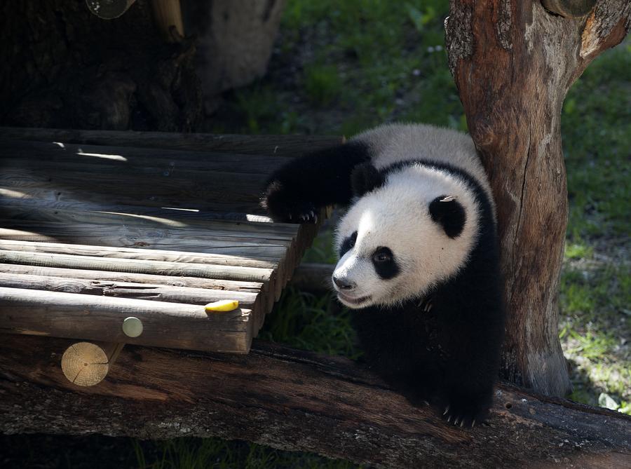 Panda Xing Bao on official presentation at Madrid Zoo