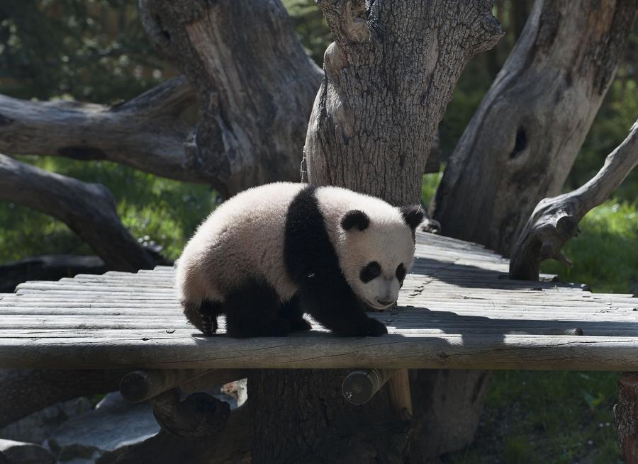 Panda Xing Bao on official presentation at Madrid Zoo