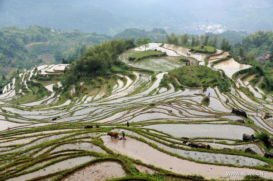 Terraced fields in Zhejiang