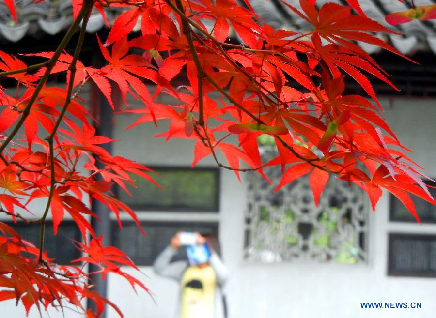 Japanese maple trees at the Humble Administrator’s Garden