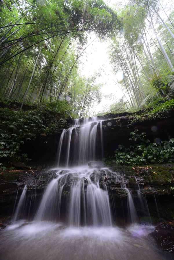 Scenery of Bamboo Sea in Sichuan