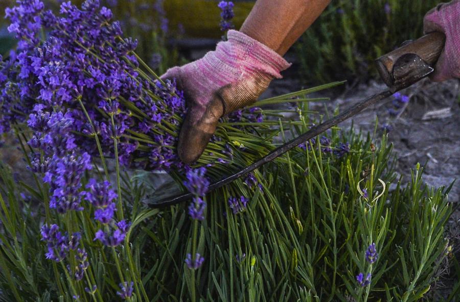 China's lavender town: Xinjiang Ili River Valley