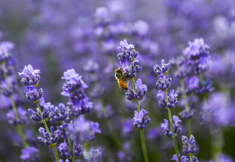 China's lavender town: Xinjiang Ili River Valley