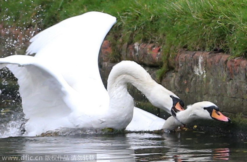 Vicious swan bullies tourists and rowers on the River Cam