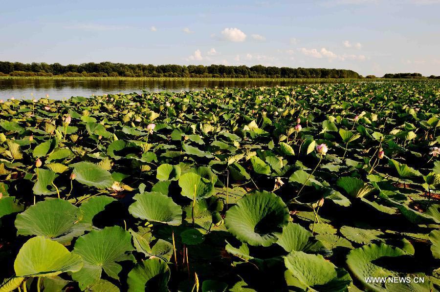 Wild lotus in NE China's Crescent Lake