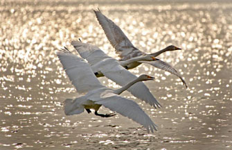 Caofeidian Wetland in Hebei province