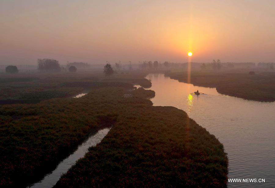 Marigold field scenery in Jiangsu