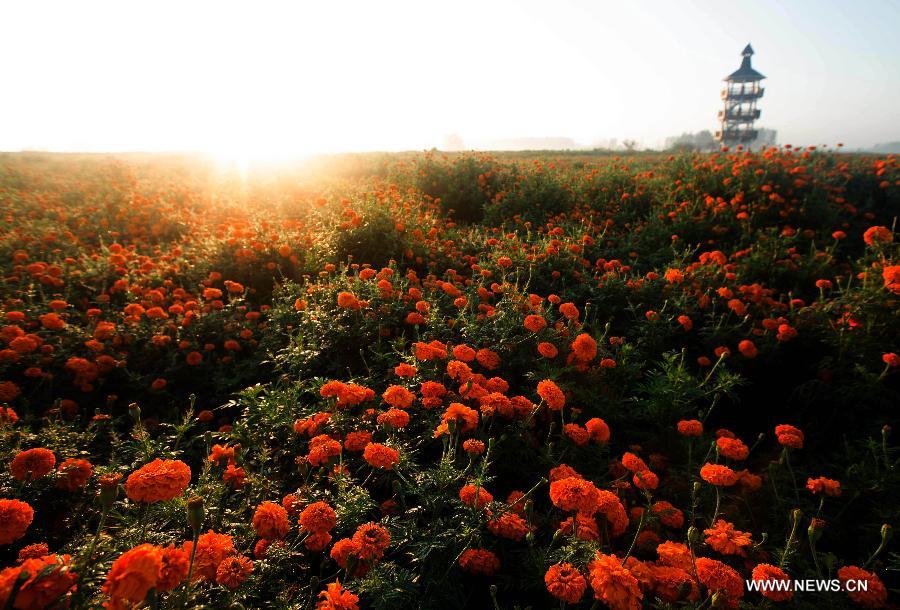 Marigold field scenery in Jiangsu