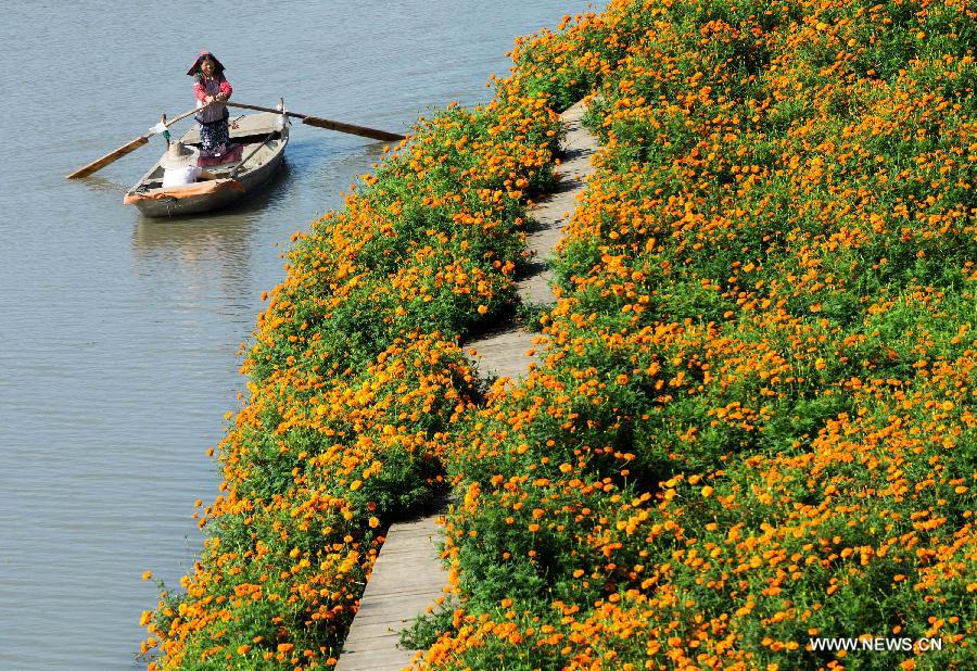 Marigold field scenery in Jiangsu