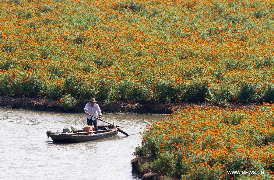 Marigold field scenery in Jiangsu