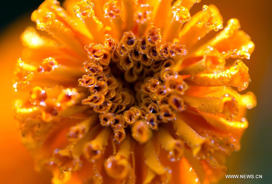 Marigold field scenery in Jiangsu