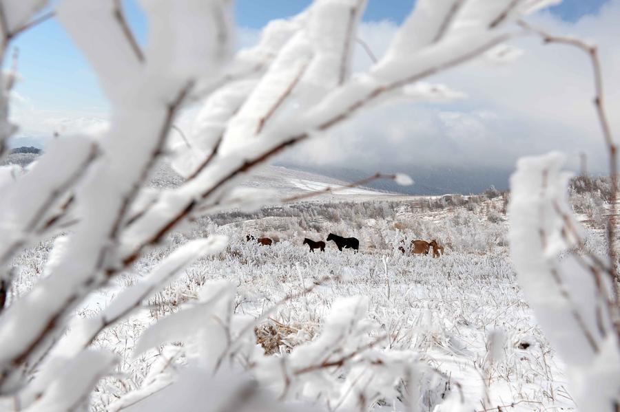 Autumn rime seen in Inner Mongolia