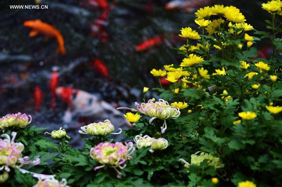 Colorful chrysanthemum at Baotu Spring Park in Jinan