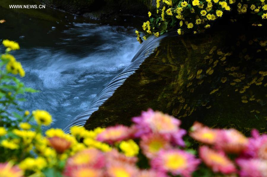 Colorful chrysanthemum at Baotu Spring Park in Jinan