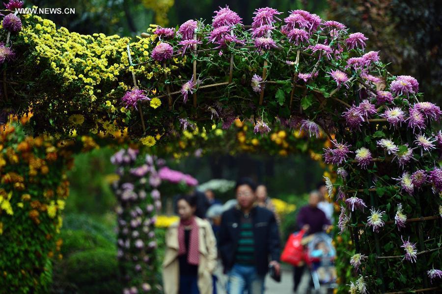 Colorful chrysanthemum at Baotu Spring Park in Jinan