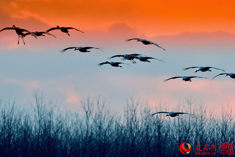 Red-crowned cranes in Yancheng