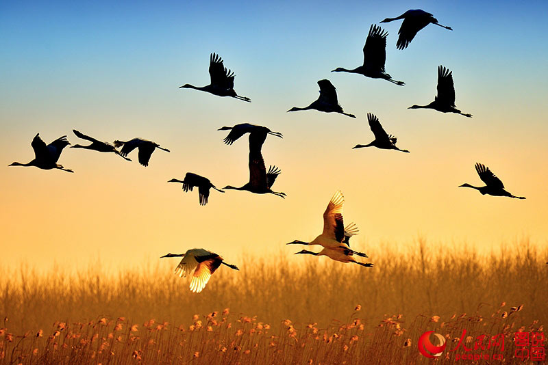 Red-crowned cranes in Yancheng