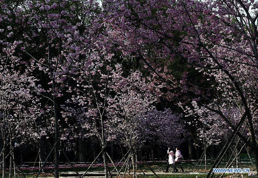 Tourists enjoy cherry blossoms in Wuhan