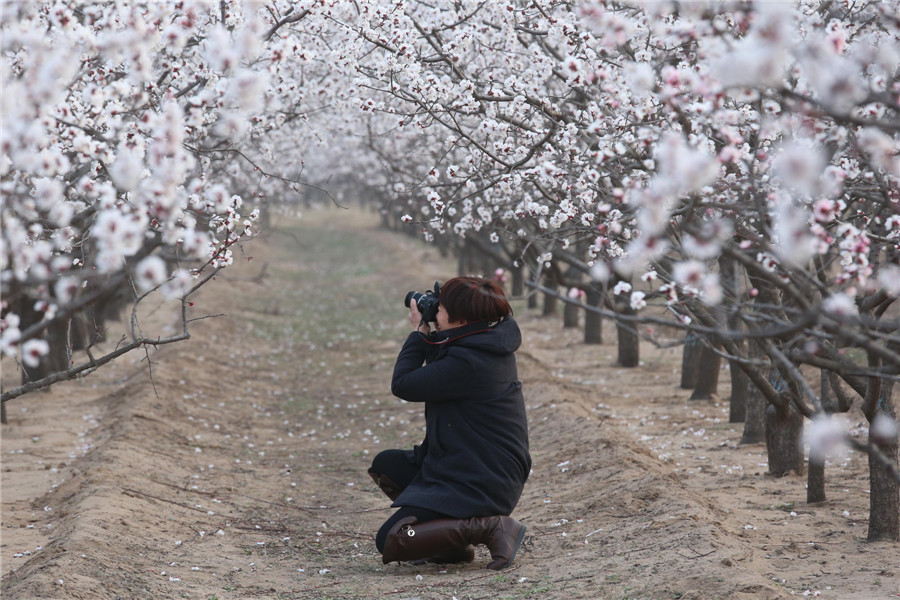 Spring flowers bloom across China