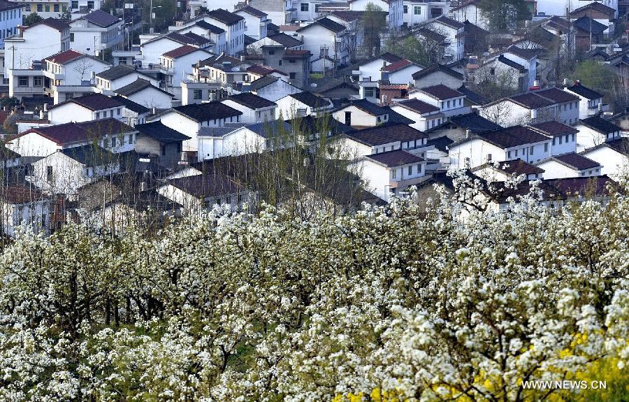 Pear flowers in full bloom