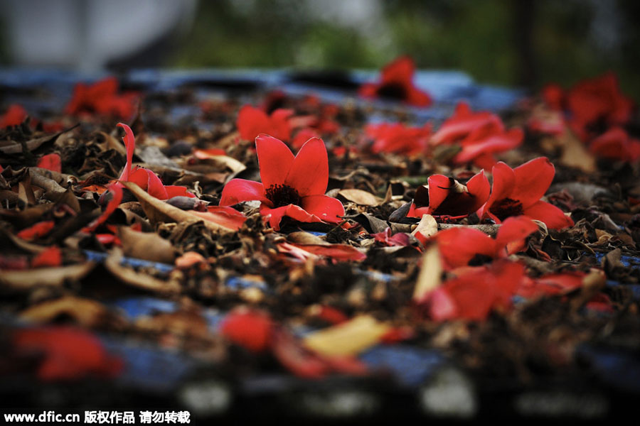 Red kapok flowers, as red as fire