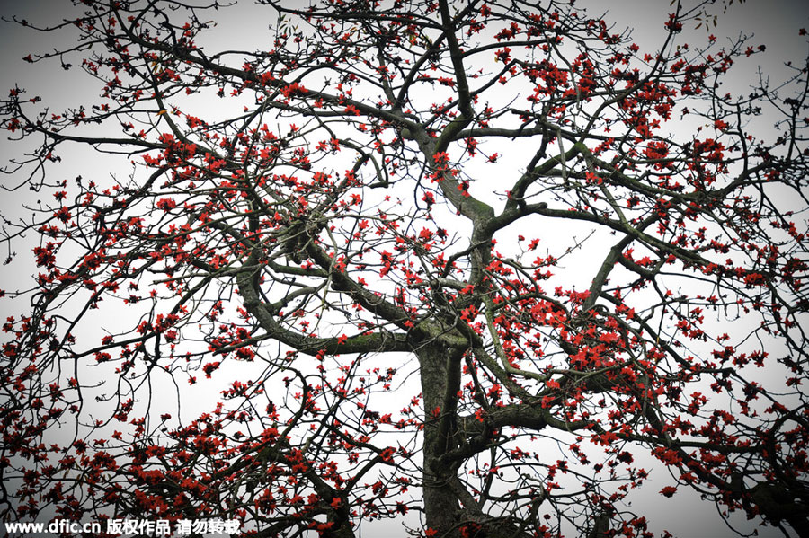 Red kapok flowers, as red as fire