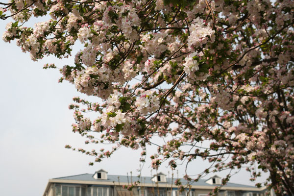 Right at home with flowers in Beijing