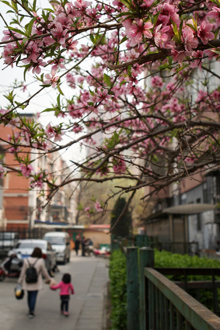 Right at home with flowers in Beijing