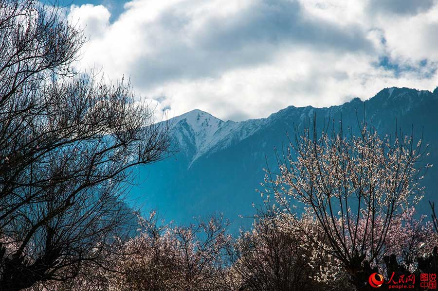 The fantastic spring in Tibet