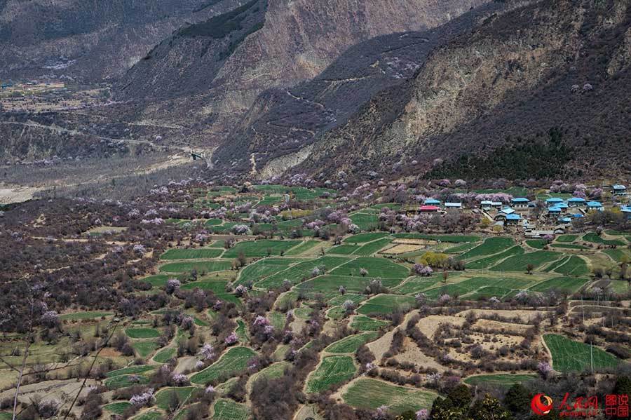 The fantastic spring in Tibet