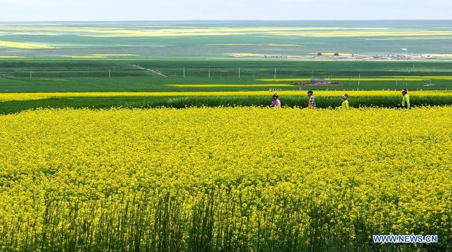 Canola flowers bloom in NW China