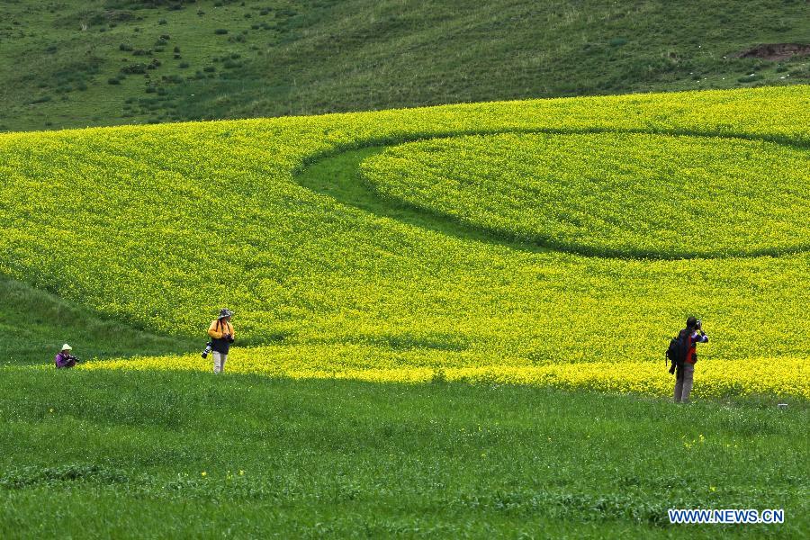 Canola flowers bloom in NW China