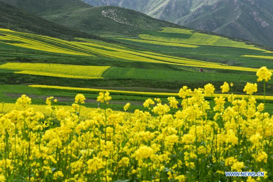 Canola flowers bloom in NW China