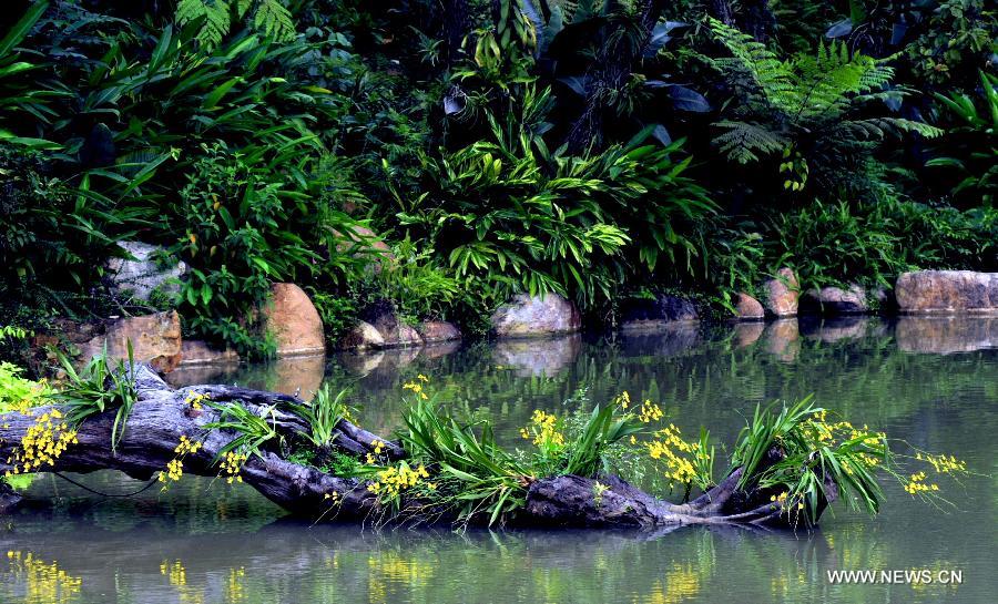 Orchids blossom at Qingxiu Mountain in Nanning