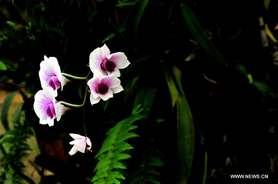 Orchids blossom at Qingxiu Mountain in Nanning