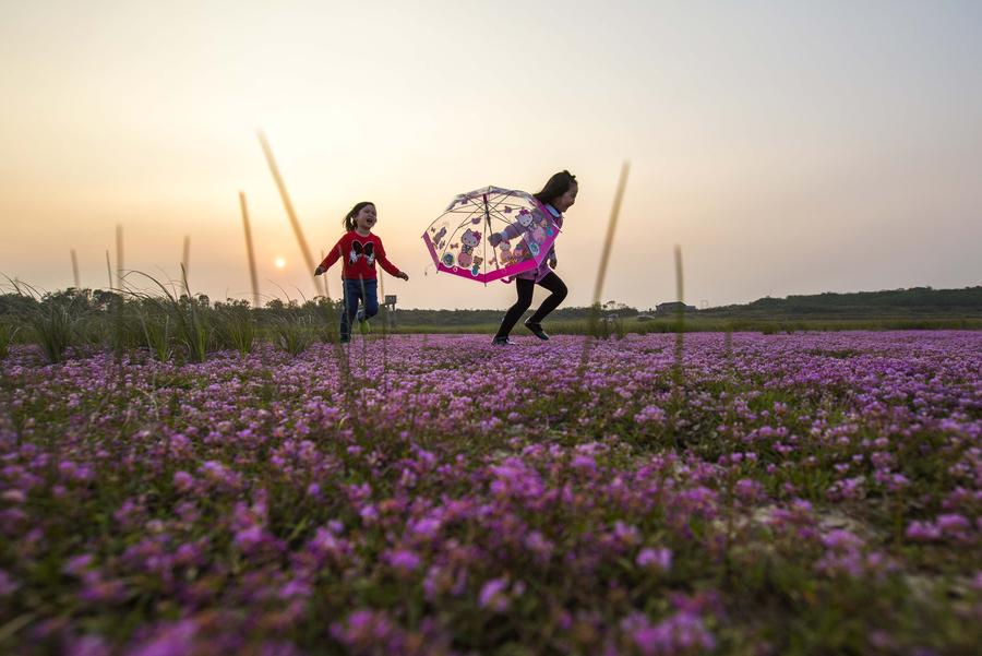 Sea of purple flowers in China's Jiangxi