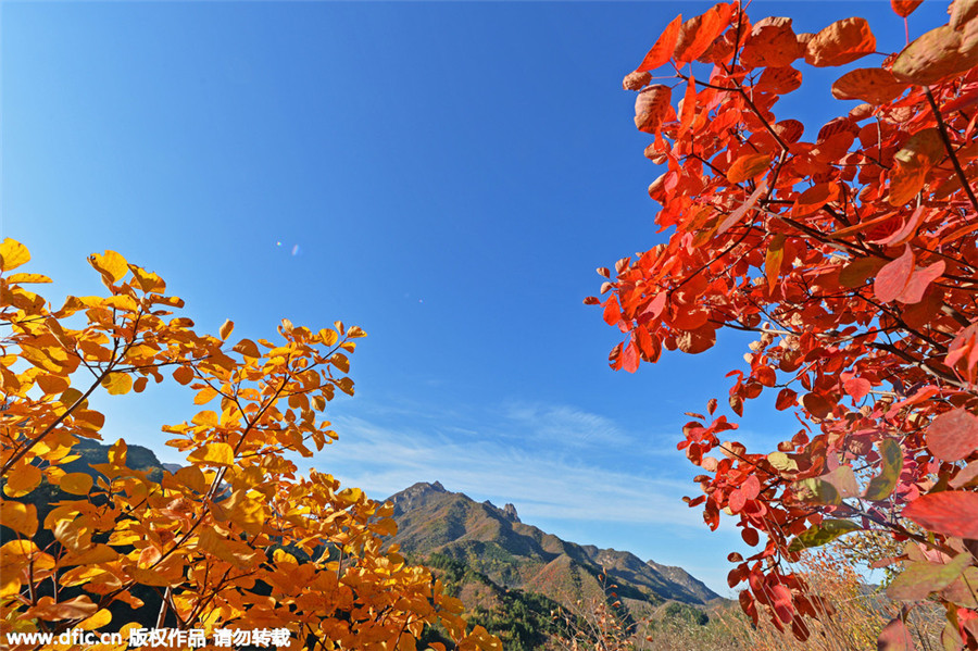 Late autumn views turn Beijing into scenic city