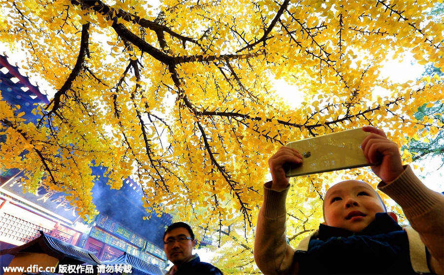 1,100-year-old ginkgo trees attract visitors in Beijing