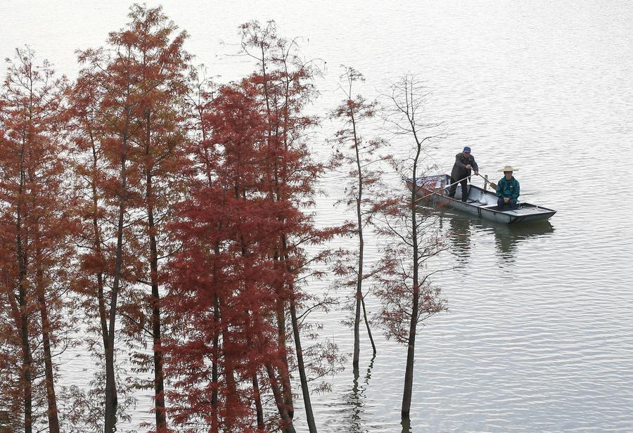 Tranquility in the ‘Water Forest’