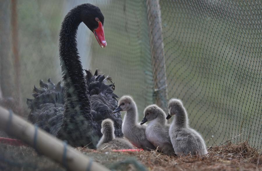 Black swans enjoy time with babies at wetland of Aixi Lake