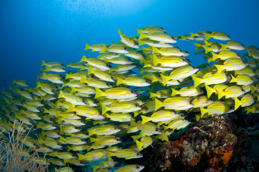 New waves of Chinese tourists are expected in Maldives